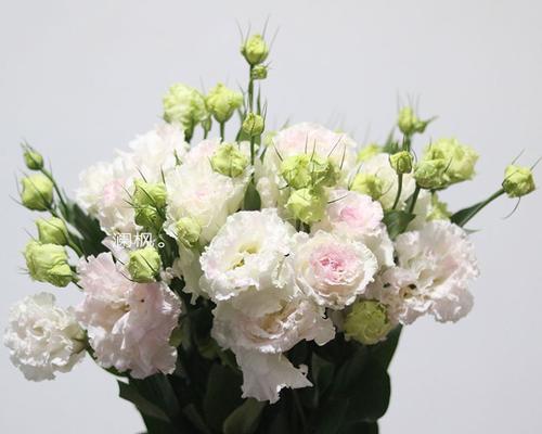 洋桔梗花语寓意大揭秘（洋桔梗花语的深层含义与象征）