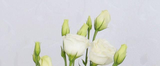 洋桔梗花语寓意大揭秘（洋桔梗花语的深层含义与象征）