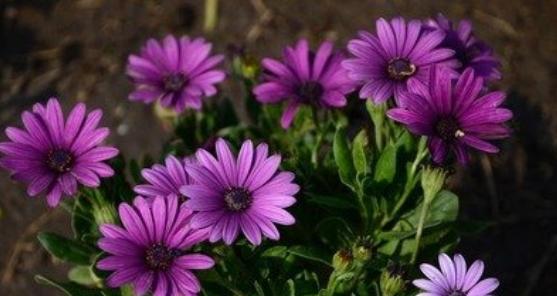 热爱之花-向日葵的花语（阳光般的热情）