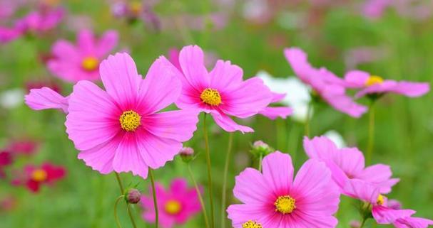 热爱之花-向日葵的花语（阳光般的热情）