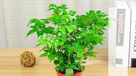 富贵树开花好不好开花寓意（探寻富贵树的开花意义和影响）