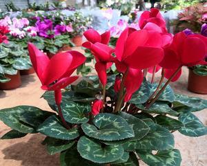 仙鹤与花（仙鹤翩翩起舞）