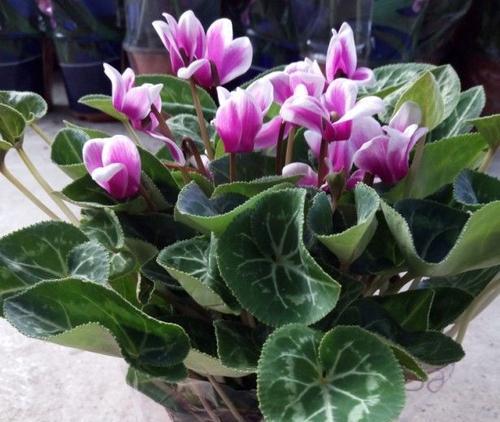 仙鹤与花（仙鹤翩翩起舞）