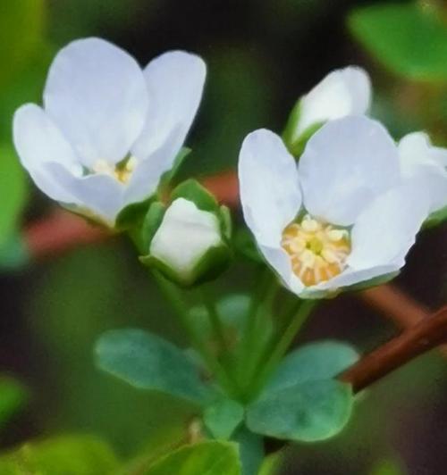 以红玫瑰的花语为主题的我喜欢你（用花语传达心意）