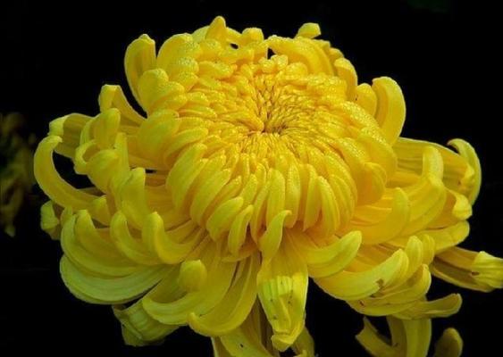 悼念的花语（用花语表达深深的哀思和怀念）