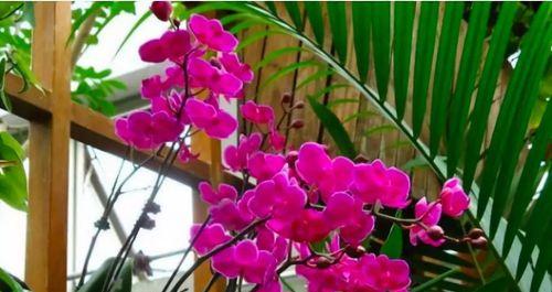 秋天的花卉与植物世界（探索秋天的花海）