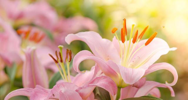 香水百合的花语与寓意（揭秘香水百合的神秘语言）