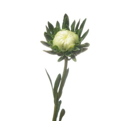 白色翠菊的寓意与意义（传递生命之美——白色翠菊的花语与象征）