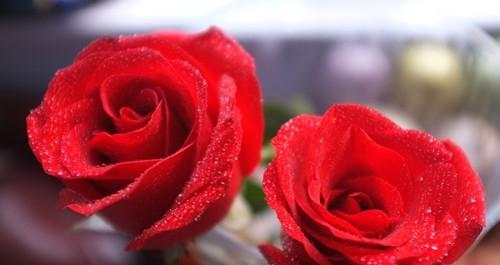 玫瑰花的花语——爱的象征（玫瑰花传递着无尽的爱意）