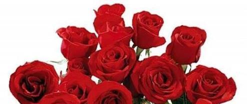 玫瑰花的花语——爱的象征（玫瑰花传递着无尽的爱意）