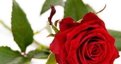 玫瑰花的花语——爱的象征（玫瑰花传递着无尽的爱意）