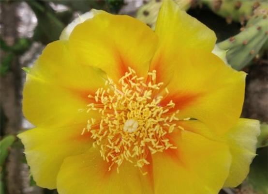 仙人掌开花的寓意与象征（探寻仙人掌开花背后的深层含义）