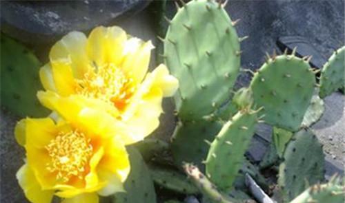 仙人掌开花的寓意与象征（探寻仙人掌开花背后的深层含义）