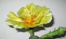 仙人掌开花的寓意与象征（探寻仙人掌开花背后的深层含义）