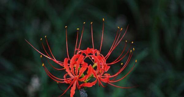 曼珠沙华的花语和寓意（探究曼珠沙华的深刻内涵）