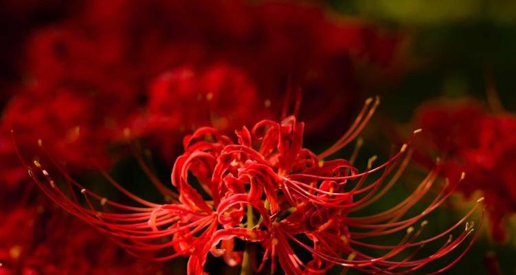 曼珠沙华的花语和寓意（探究曼珠沙华的深刻内涵）