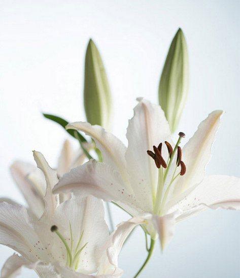 白百合花的含义与象征（探寻白百合花的美丽内涵）