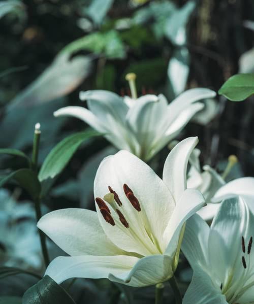 白百合花的含义与象征（探寻白百合花的美丽内涵）