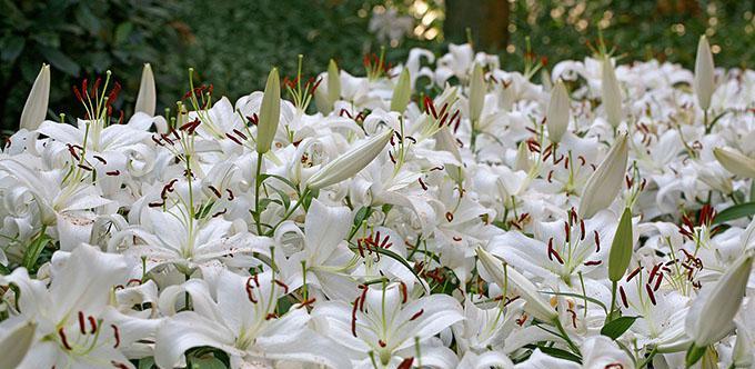 白百合花的含义与象征（探寻白百合花的美丽内涵）