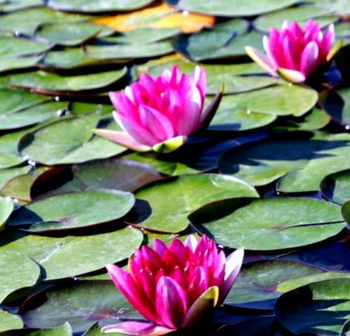 睡莲花语的意义与传说（深入解读睡莲花语的神秘之处）