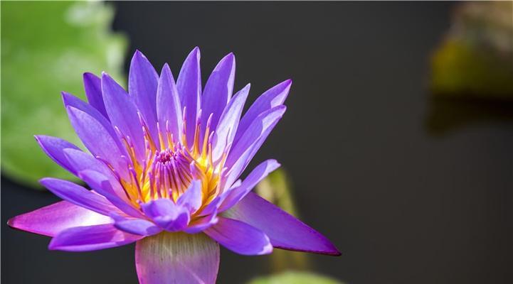 睡莲花语的意义与传说（深入解读睡莲花语的神秘之处）