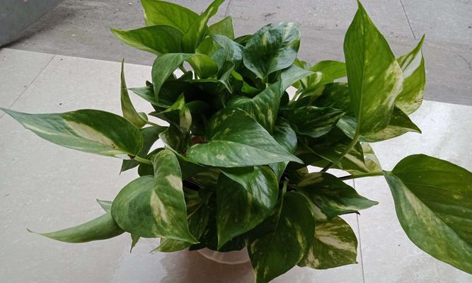 网络语绿萝的深层含义（揭秘网络语绿萝的由来和用法）