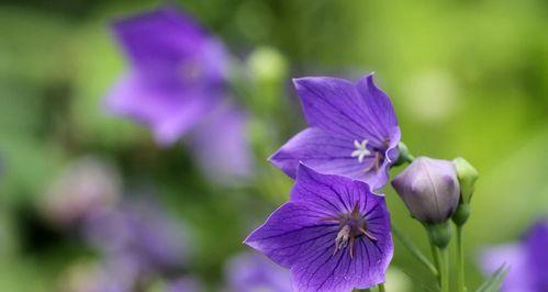 桔梗花语之意义和传说故事（揭秘桔梗花的神秘花语与美丽寓意）