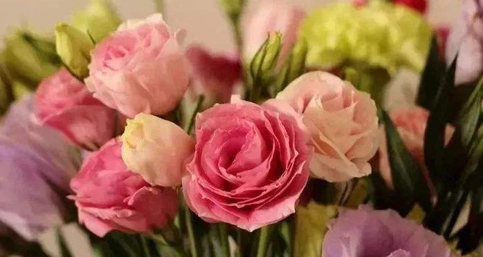 桔梗花语之意义和传说故事（揭秘桔梗花的神秘花语与美丽寓意）