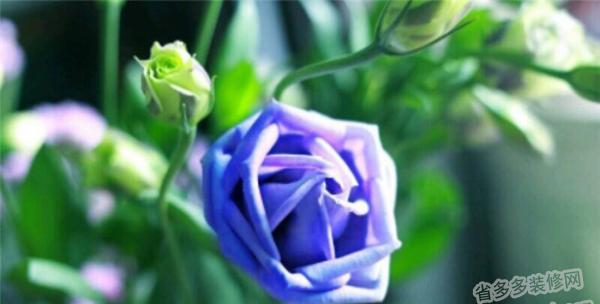 桔梗花语之意义和传说故事（揭秘桔梗花的神秘花语与美丽寓意）