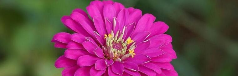 以代表友谊长久的花为主题的文章（友谊花语传递真挚情谊）