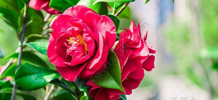 以代表友谊长久的花为主题的文章（友谊花语传递真挚情谊）