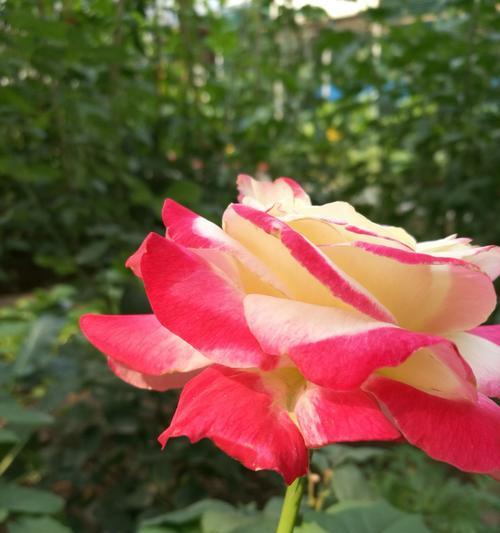 紫月季花语——美丽与祝福的象征（紫月季花语）