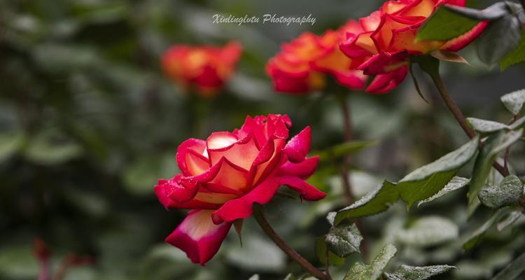 紫月季花语——美丽与祝福的象征（紫月季花语）