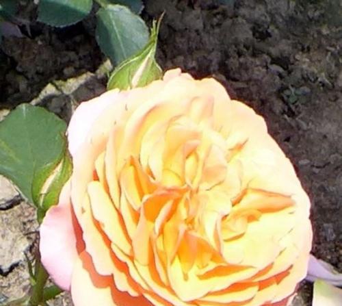 紫月季花语——美丽与祝福的象征（紫月季花语）