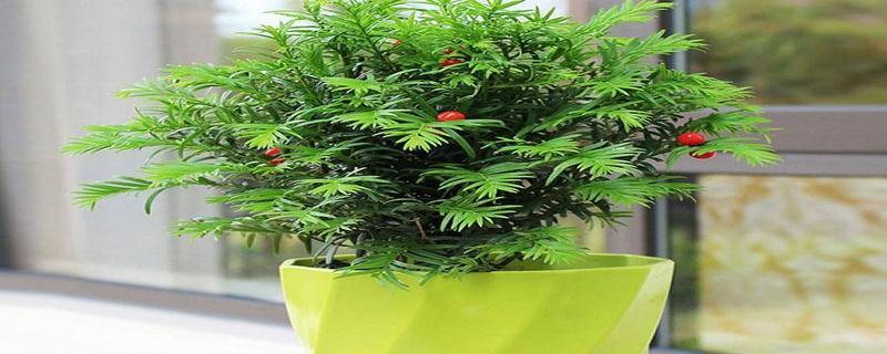 红豆杉风水之谜（揭秘红豆杉的风水寓意与摆放位置）