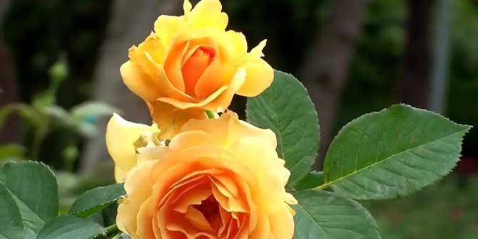 玫瑰花的寓意和象征（探索玫瑰花的浪漫与内涵）