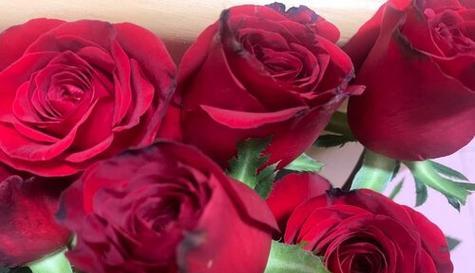 玫瑰花的寓意和象征（探索玫瑰花的浪漫与内涵）