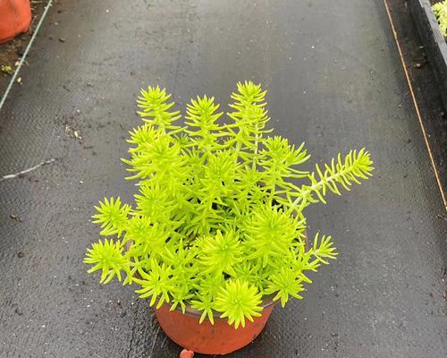 以佛甲草的花语和寓意（探秘以佛甲草的丰富花语和深层寓意）