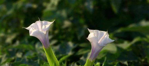 花开孤独，心事相伴（以一朵花的孤独述说心灵的寂寞）