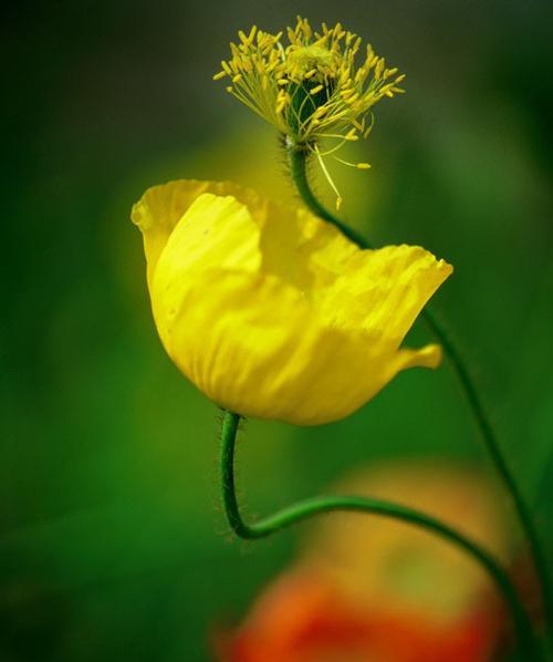 花开孤独，心事相伴（以一朵花的孤独述说心灵的寂寞）