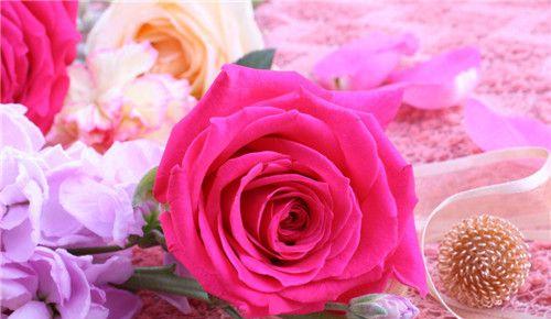 玫瑰花颜色的含义与象征（探索玫瑰花颜色的秘密与神秘）