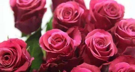 玫瑰花颜色的含义与象征（探索玫瑰花颜色的秘密与神秘）