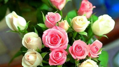 玫瑰花颜色的含义与象征（探索玫瑰花颜色的秘密与神秘）