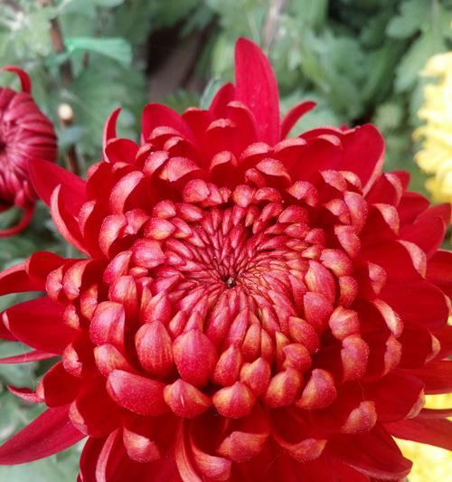 红色菊花赤炎的花语（红色菊花的花语及文化内涵解析）