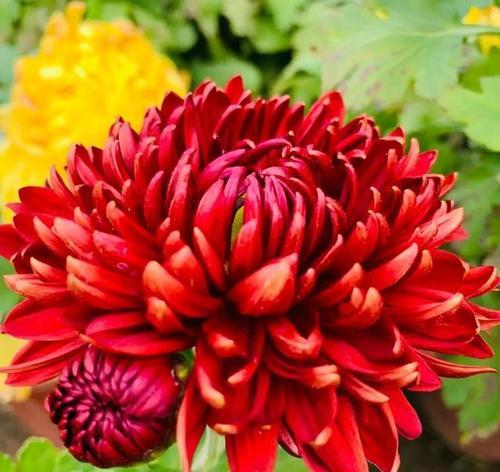 红色菊花赤炎的花语（红色菊花的花语及文化内涵解析）