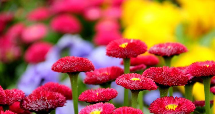 红色菊花赤炎的花语（红色菊花的花语及文化内涵解析）