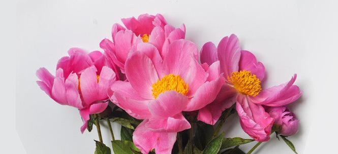 白芍药花语的深意与传承（白芍药的美丽与内涵）