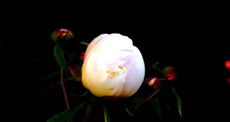 白芍药花语的深意与传承（白芍药的美丽与内涵）