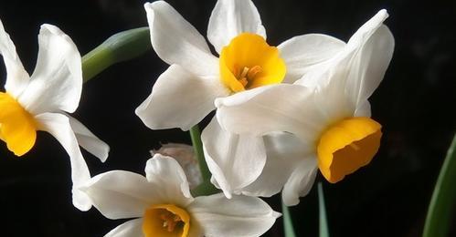 水仙花花语与象征意义（探寻水仙花的神秘与美丽）