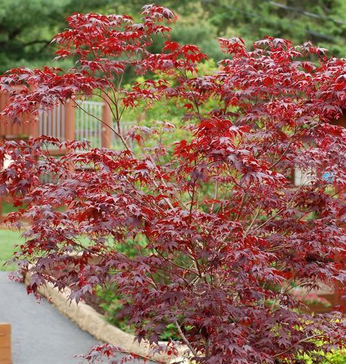 枫叶的花语（探索枫叶的神秘语言）